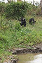 Chimps Kenya